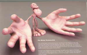 Homunculus