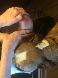 PF manual stretch with dog assist