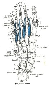 Dorsal Interossei in blue
