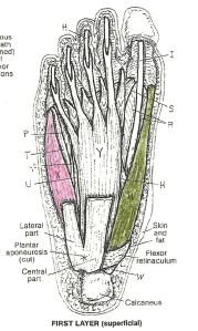 Abductor Hallucis in olive; Abductor Digiti Minimi in pink