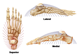 Half dome of foot arches
